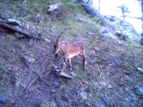 Wild goats are walking on rocky surface | ნიამორები თუშეთის ეროვნულ პარკში | Tusheti National Park